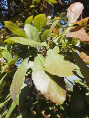 Quercus obtusata
