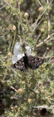 Hesperopsis alpheus