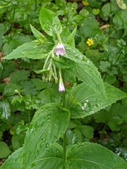 Epilobium montanum