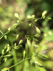 Festuca paradoxa