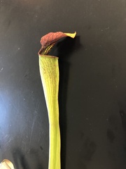 Sarracenia rubra