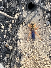 Sphex ichneumoneus