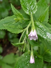 Epilobium montanum