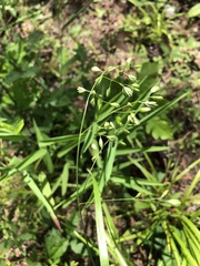 Festuca paradoxa