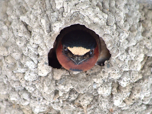 Cliff Swallow