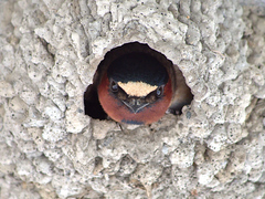American Cliff Swallow photo 4