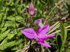 Calopogon tuberosus tuberosus