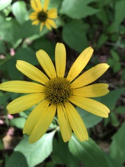Heliopsis gracilis