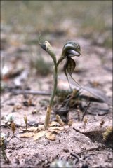 Pterostylis cheraphila
