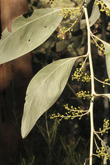 Acacia bancroftiorum