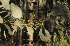 Acacia bancroftiorum