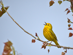 American Yellow Warbler photo 5