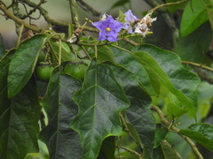 Solanum wrightii