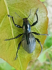 Pachyrrhynchus pinorum