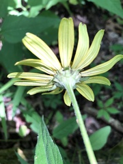 Heliopsis gracilis