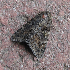 Catocala sponsa