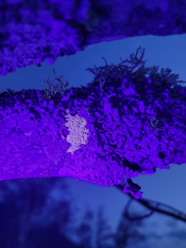 Lecanora miculata, 2022-05-29