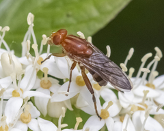 Hammerschmidtia rufa