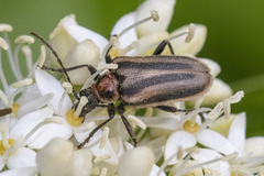 Brachysomida bivittata