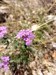 Glandularia chiricahensis
