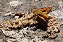 Ochlodes agricola