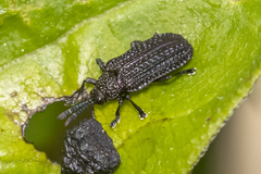 Microrhopala excavata