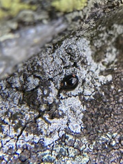 Hyperaspis bigeminata