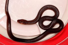 Cryptophis boschmai