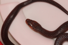 Cryptophis boschmai
