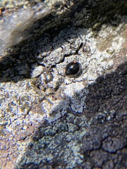 Hyperaspis bigeminata