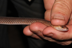 Cryptophis boschmai