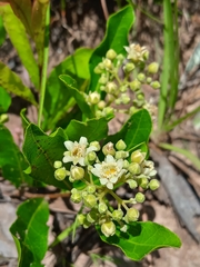 Geobalanus oblongifolius