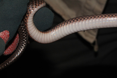 Cryptophis boschmai