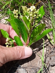 Geobalanus oblongifolius