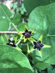 Gonolobus suberosus suberosus