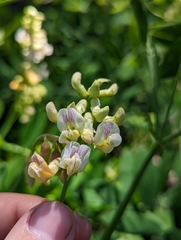 Lathyrus delnorticus