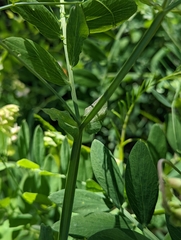 Lathyrus delnorticus