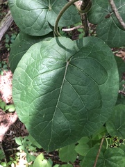 Gonolobus suberosus suberosus