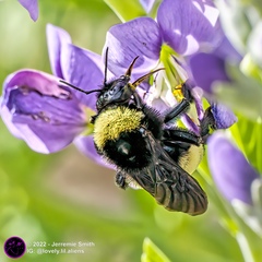 Bombus pensylvanicus