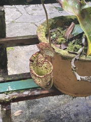 Nepenthes burbidgeae