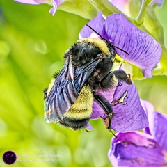 Bombus pensylvanicus