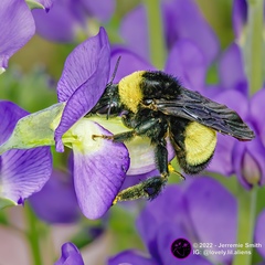 Bombus pensylvanicus