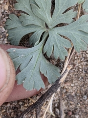 Cymopterus globosus