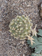 Cymopterus globosus