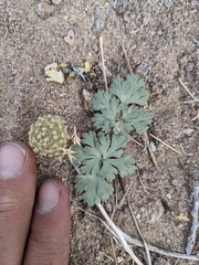 Cymopterus globosus
