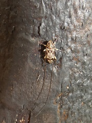 Urgleptes pareuprepes