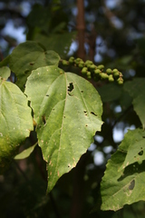 Mallotus oppositifolius