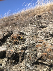 Streptanthus glandulosus albidus