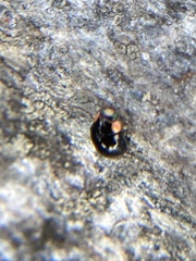 Hyperaspis bigeminata