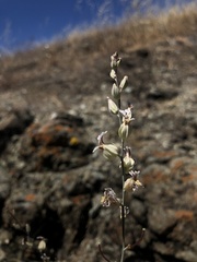 Streptanthus glandulosus albidus